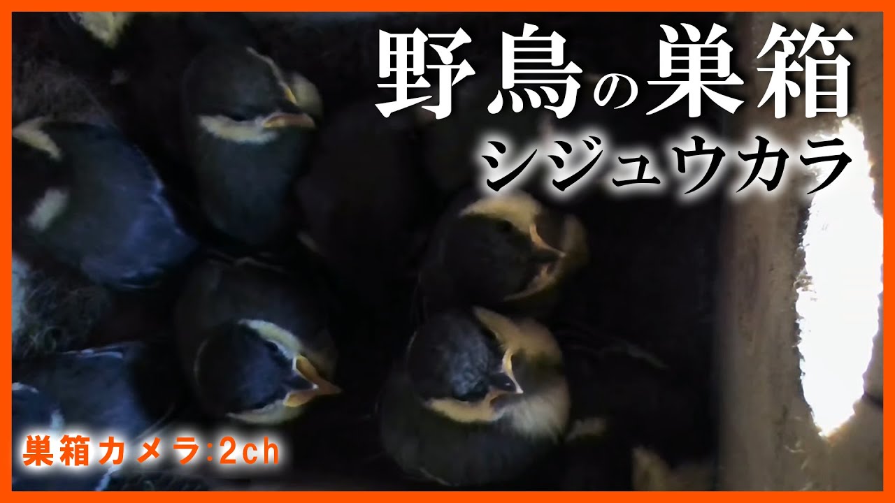 シジュウカラの巣箱 孵化 19日目 巣立ち Live 巣箱カメラ 2ch Nest Box Camera 21 06 08 Youtube