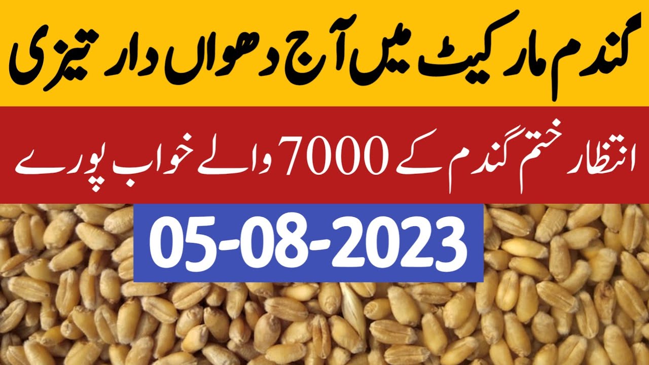 Wheat Rate Today Wheat Price New Update Today Gandum Rate Today All