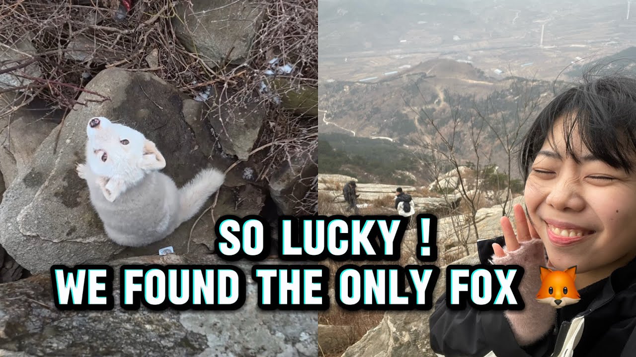 Tak Sangka Bisa Ketemu Rubah di Gunung Magnet 磁山 China ! Last Part | China Life Vlog 