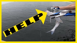 Hardhead Catfish Navarre Pier Most Painful Fishing Injury Warning Graphic