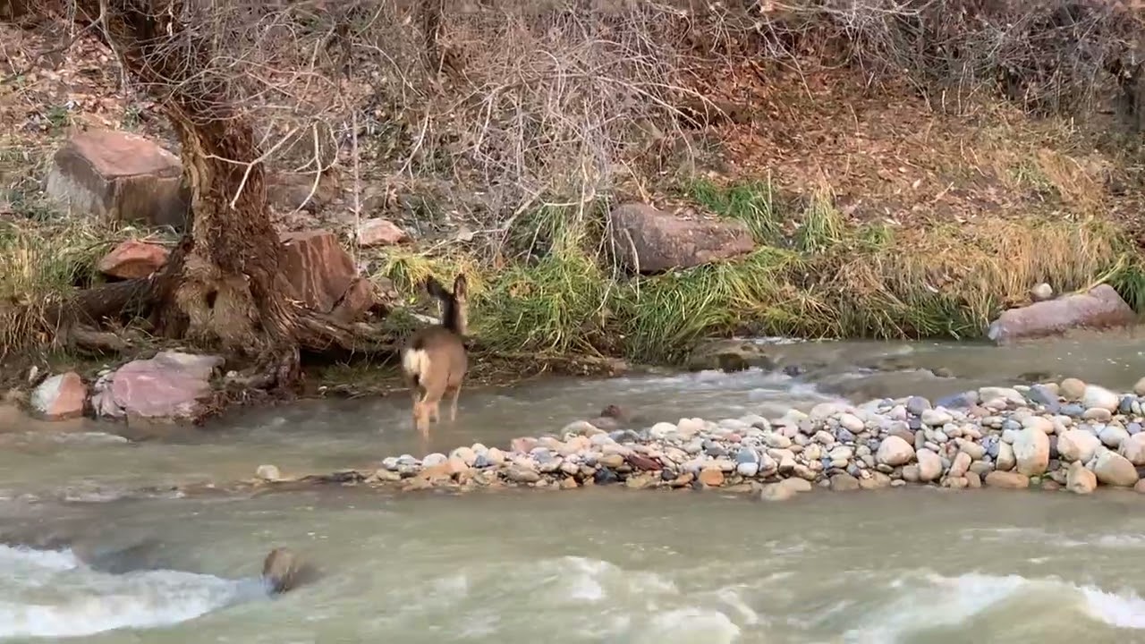 Mule Deer Crossing the Virgin River