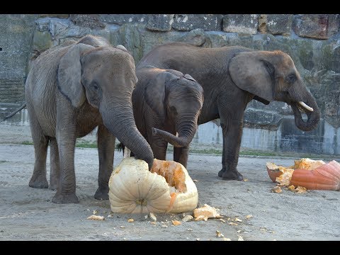 Video: Kann Ein Löwenrudel Einen Elefanten Essen?