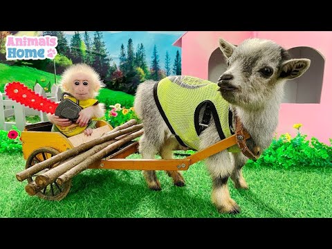 Bibi monkey takes the goat to get firewood to repair the house full version