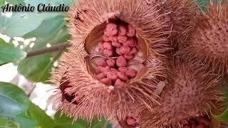 Um lindo pé de URUCUM no quintal da minha casa, o chá dessa planta serve pra quem tem diabetes!! by Antônio Cláudio🌵☀️ 58 views 8 months ago 2 minutes, 47 seconds