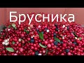 Ягоды Карелии, брусника!!!Карелия глазами Иваныча ( плей лист)