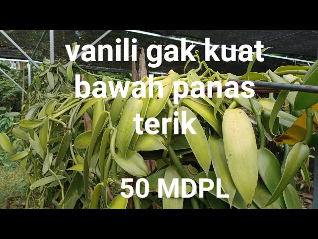 Arab seksini onlayn tomosha qiling