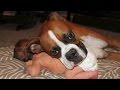 Boxer and Baby Compilation