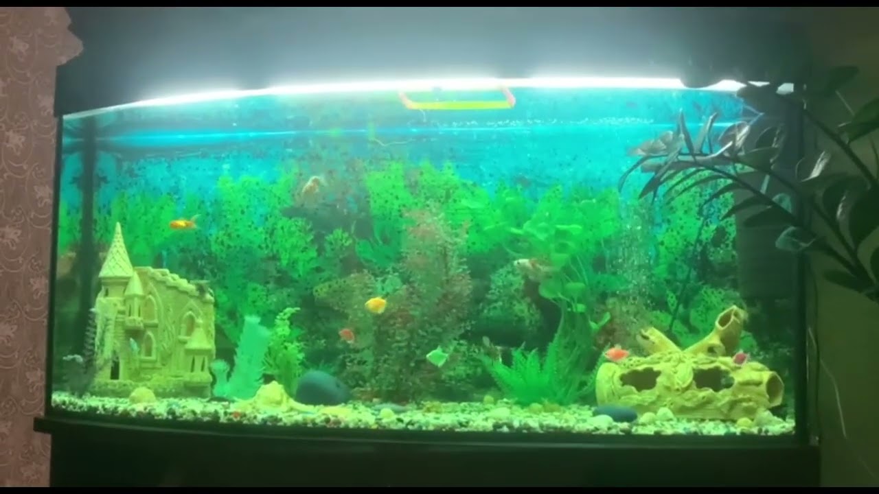 Успокаивающий аквариум для души 🐟💚