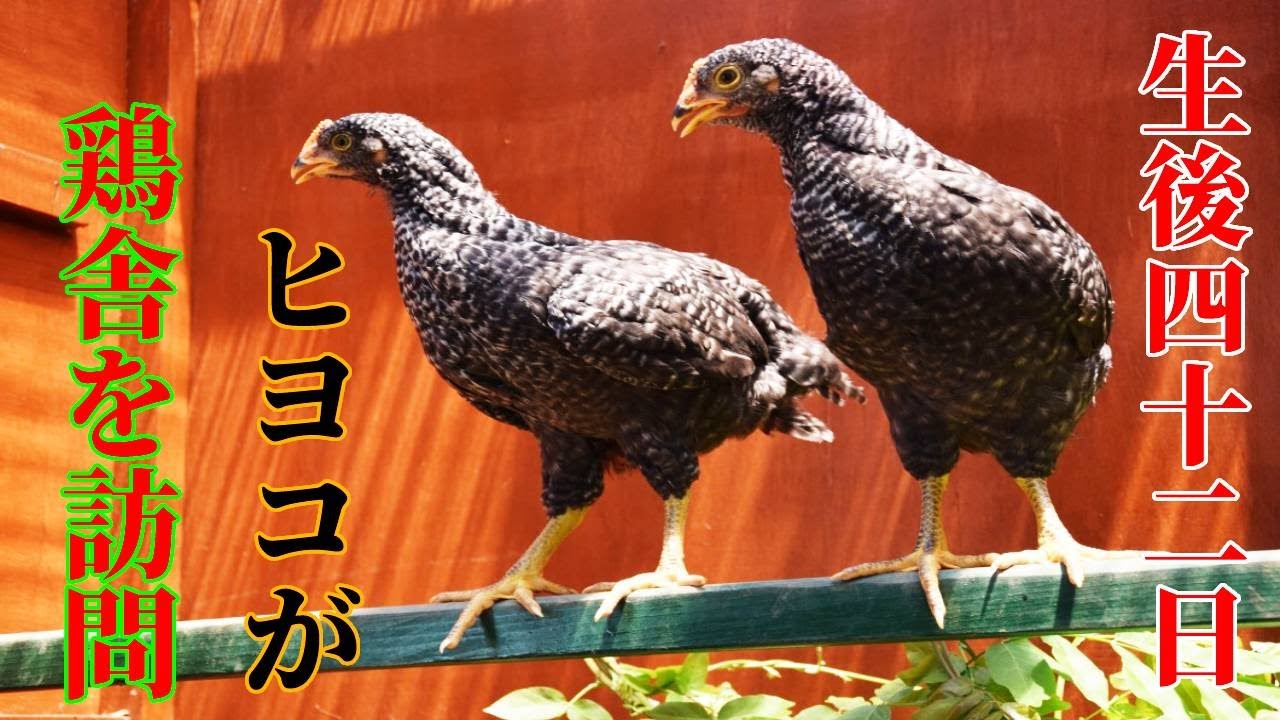 生後42日の岡崎おうはんのヒヨコが先輩ニワトリの鶏舎を訪問する