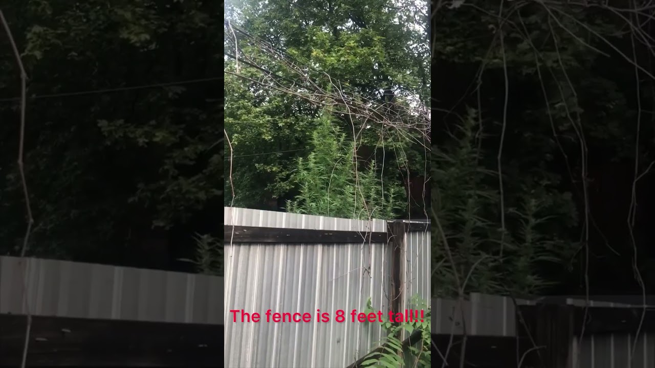 Weather In 2021…. Perfect For Growing!! 