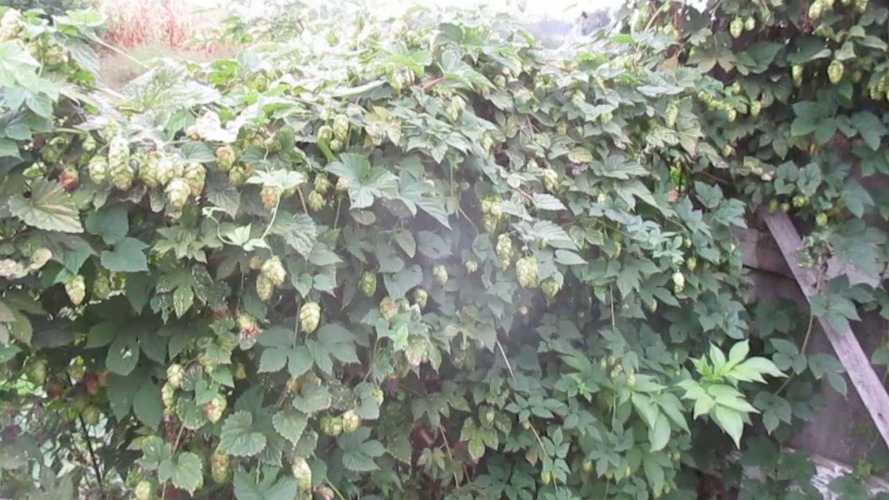 Хміль  Лікувальні властивості