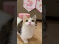 I Raised a TALKING TOY?! 😹 This Calico Kitten is the Cutest Alarm Clock!
