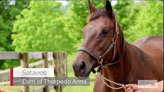 Meet the Dam of Kentucky Oaks Winner Thorpedo Anna