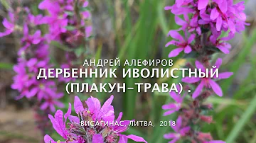 Дербенник (плакун) иволистный. Алефиров А.Н.