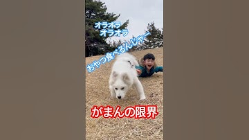 飼主引きずってでもおやつ食べた過ぎるサモエドの子犬。 #愛犬 #サモエド #パピー期 #samoyed #可愛い #puppy #こいぬ