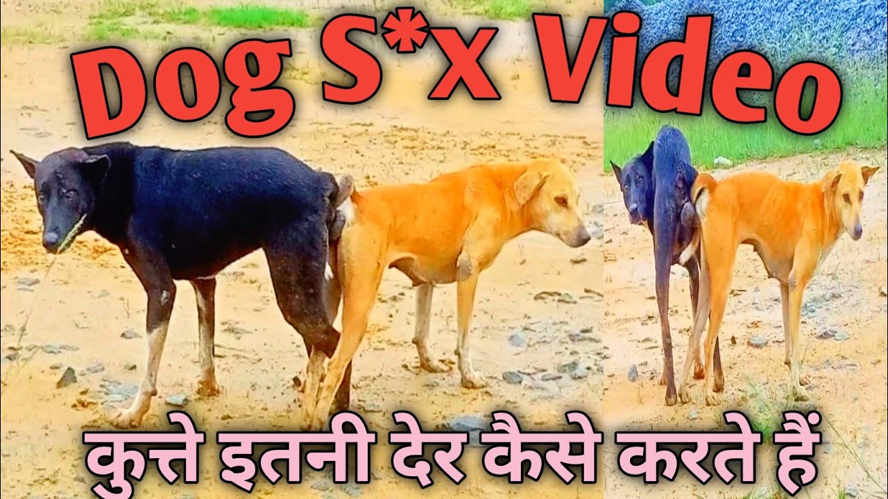 Kuta And Kuti Sex Video - Dogs Intimate Video || Dog S*x Video || à¤•à¥à¤¤à¥à¤¤à¥‡ à¤¨à¥‡ à¤•à¥à¤› à¤à¤¸à¤¾ à¤•à¤° à¤¡à¤¾à¤²à¤¾ à¤•à¤¿ à¤›à¥à¤Ÿà¤¨à¥‡  à¤•à¤¾ à¤¨à¤¾à¤® à¤¨à¤¹à¥€à¤‚à¥¤à¥¤ #animals / - YouTube