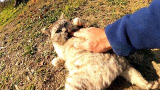 植込みの中にいた野良猫、モフられに出てきた