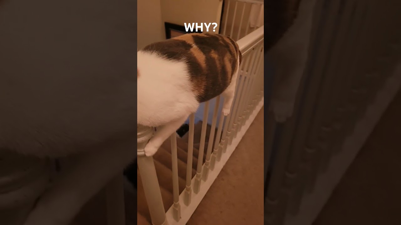 How is this even comfortable? 