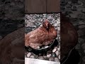 Egg bound chicken
