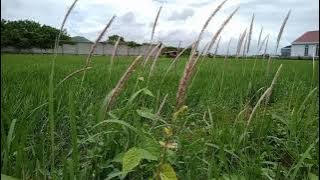 Download lagu background video footage nature | latar belakang rumput ilalang tertiup angin