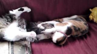 猫兄妹+はっちゃん