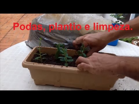 Vídeo: Manter O Jardim Limpo