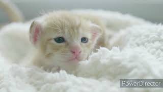 Cute Cats - Cute Pets