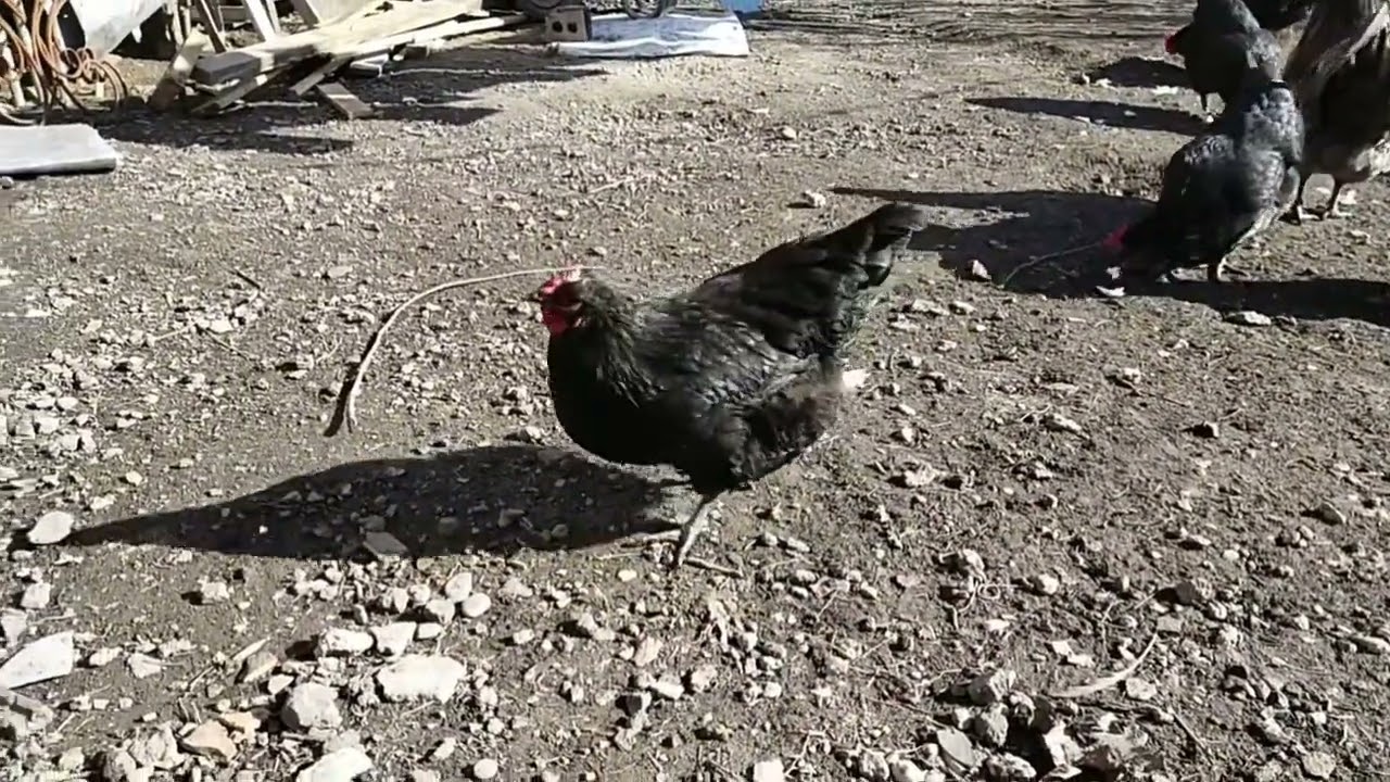 Австралорп жумурткасын  сатууну токтум.