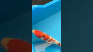 10cm koi to 22cm in 3months. Good water, good food. #koifish #koiaustralia #koibreeding #japankoi