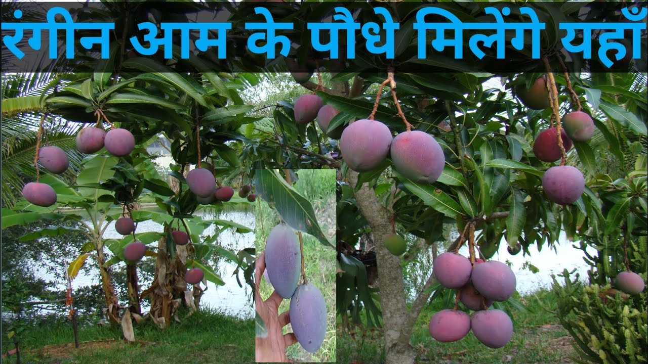 Mango Rais Comercial Culor Full Mango Plant मिलेंगे यहाँ आप को Co No 9219263385 ...