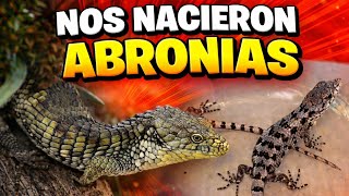 INCREÍBLE NACIMIENTO DE ABRONIA OAXACAE 🤯🦎🦎🦎