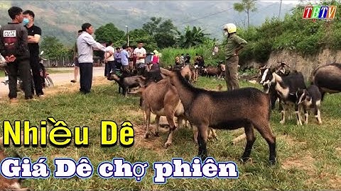 HÔM NAY RẤT NHIỀU - DÊ CHỢ PHIÊN - GIÁ DÊ MIỀN NÚI HIỆN NAY
