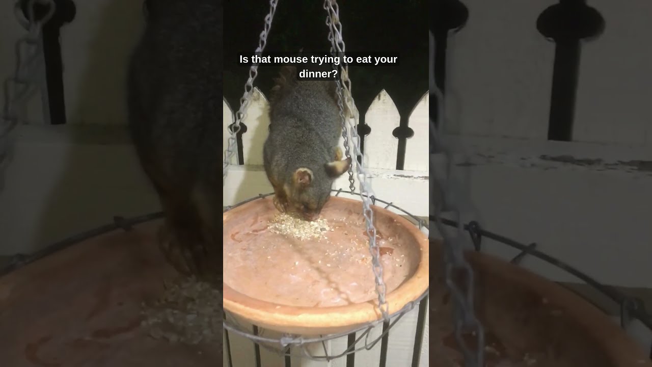 Do Australian Common Brushtail Possums EAT Mice? 