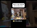 会話ボタンを使って話す内容がイケメンなシェルティ #shorts