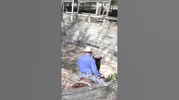 How To Make A Flagging Horse 2.4