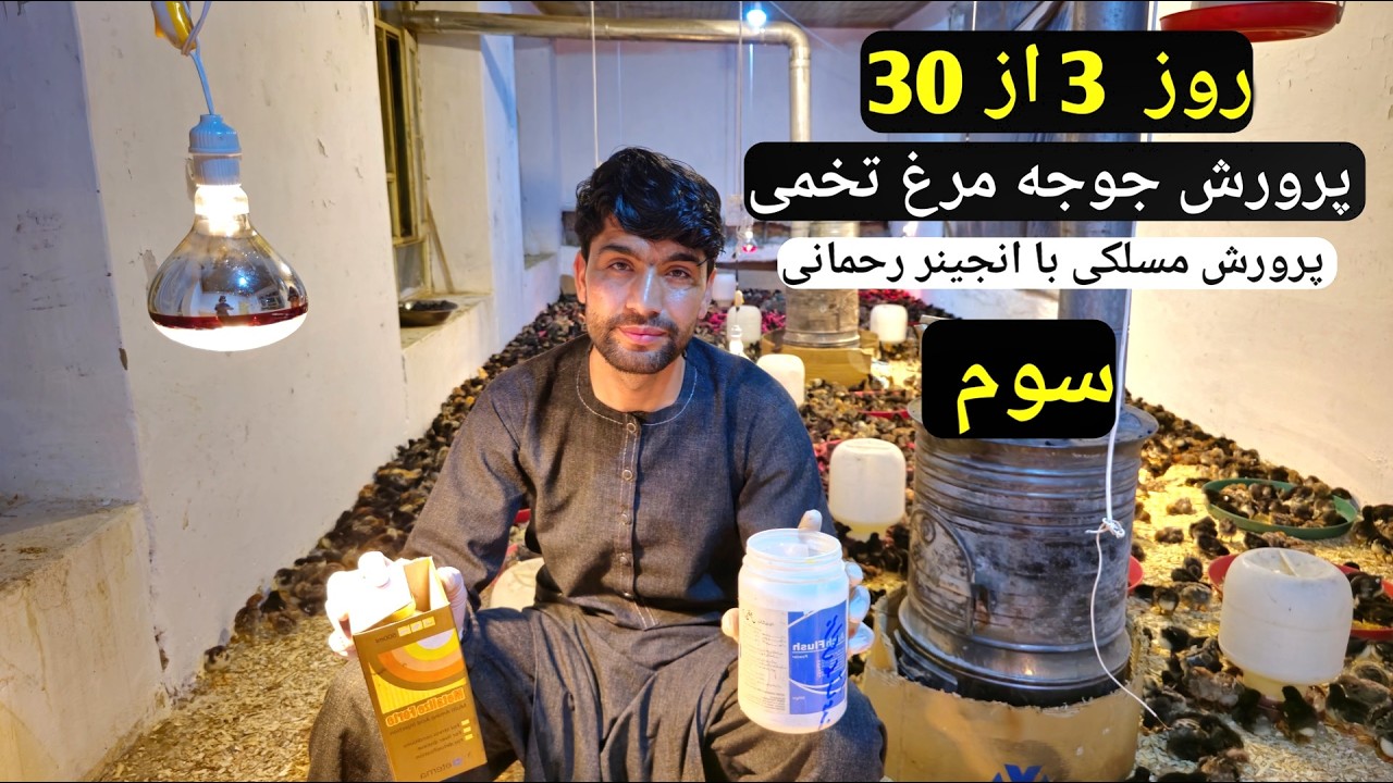 День 3 из 30: Выращивание цыплят-несушек в деревне 🐣 Деревенская жизнь: Выращивание цыплят-несуше...