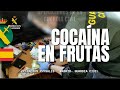 Intervenidos 30 kilos de cocaína ocultos en cajas de fruta de physalis