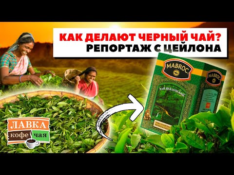 Как выращивают и делают Цейлонский черный чай? Экскурсия по чайным плантациям острова Шри-Ланка!
