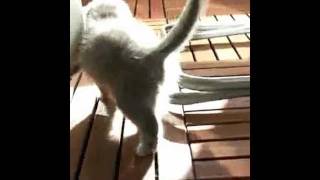 Cutest kitten!! by MrGreyness 673 views 12 years ago 25 seconds