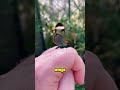 5 Insects So Weird They Don't Look Real 🦋 #animalfacts #didyouknow #naturefacts #insectfacts #facts