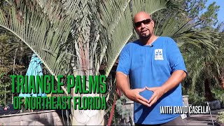 Triangle Palms Of Northeast Florida