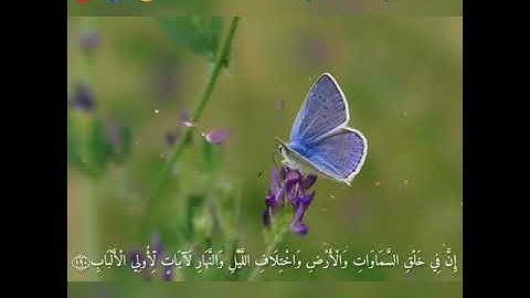 تلاوة خاشعة من سورة آل عمران ، القارئ ماهر المعيقلي