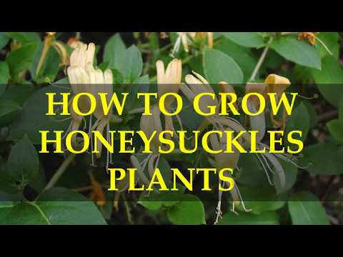 Video: Growing Diervilla Honeysuckles - Lær om Bush Honeysuckle Care