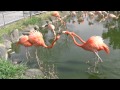 フラミンゴのケンカ(東武動物公園)Flamingo's fight
