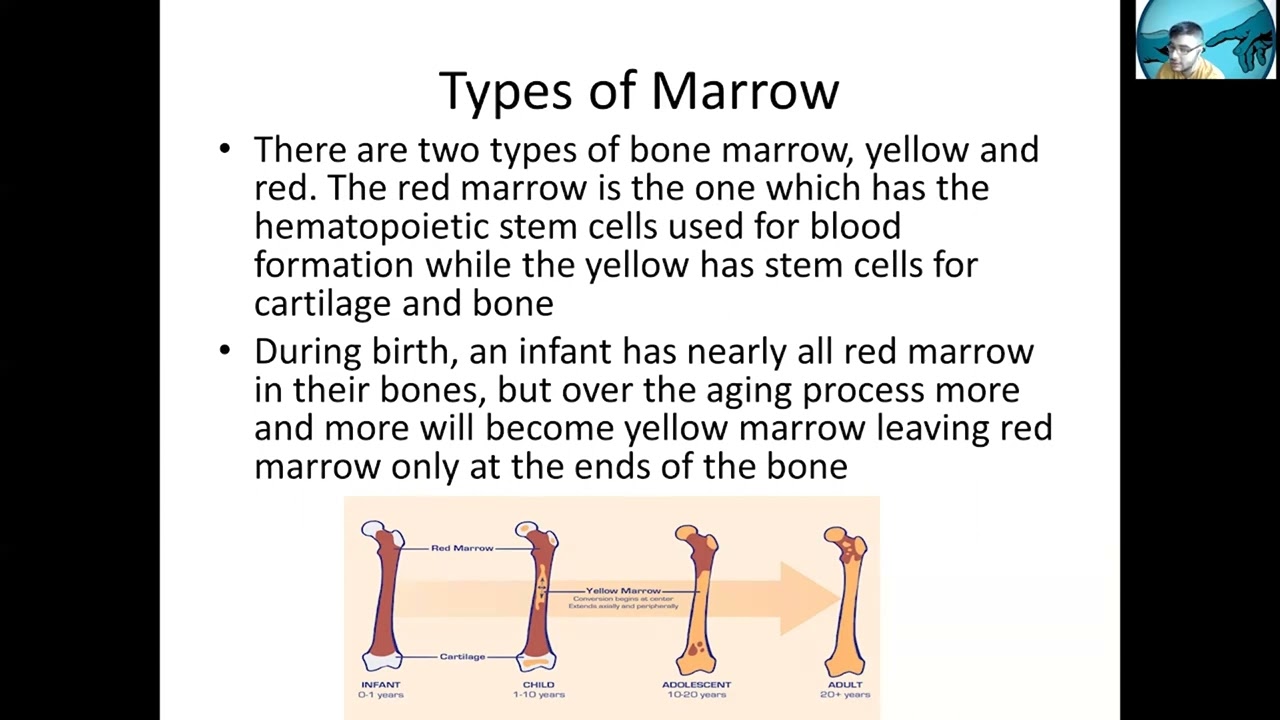 What Is The Function Of Yellow And Red Bone Marrow