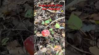 Fliegenpilze zeigen essbare Pilze an - Glücksbringer im Wald! Pilze suchen im Oktober 2024