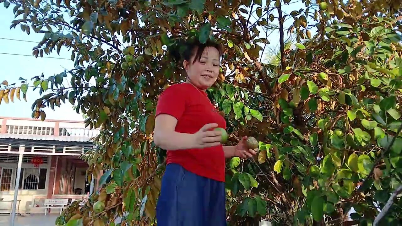 Vú sữa nhà nội