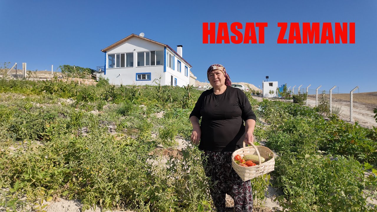 KÖYDE YAŞAM SABAH MENÜMÜZ BAHÇEMİZDEN HASAT YAPIYORUZ KARPUZ DOMATES KABAK BİBER
