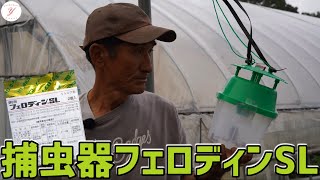 【いちご栽培】蛾の対策に捕虫器フェロディンSLとは何か？
