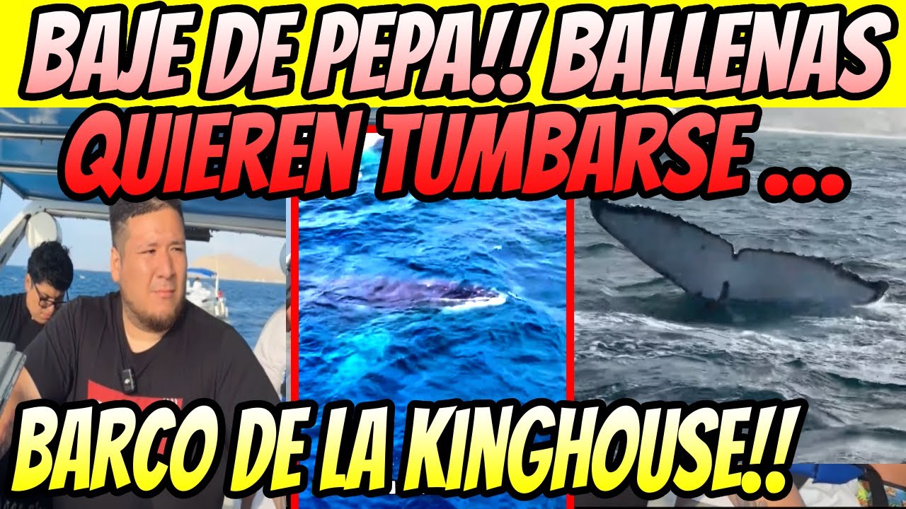 BAJE DE PEPA!! BALLENAS QUIEREN TUMBARSE BARCO DE LA KINGHOUSE, SE ARRIESGAN A PERDER EL DRONE